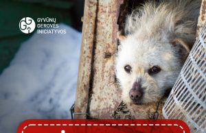 Orams atšalus iki -15 laipsnių gyvūnus, gyvenančius lauke, BŪTINA įvesti į vidaus patalpas