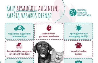 Patarimai, kaip apsaugoti augintinius per karščius