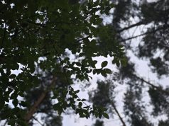 Žievėgraužio tipografo vabalų jau sugauta beveik 40 proc. daugiau nei pernai