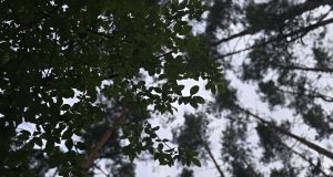 Žievėgraužio tipografo vabalų jau sugauta beveik 40 proc. daugiau nei pernai