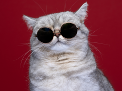 Senėjimo procesas: kokie pokyčiai vyksta katės organizme?