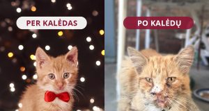 Kodėl negalima dovanoti gyvūnų?