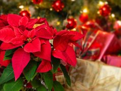 Patarimai, kurie gali išgelbėti šventes: kaip parduotuvėje atpažinti puansetiją ir kėnį, kurie išstovės iki Kalėdų