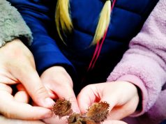 Valstybinių miškų urėdija organizuoja pirmąją Lietuvos istorijoje Miškininkystės olimpiadą „Mes – miškui, miškas – visiems“