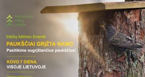 „Paukščiai grįžta namo“ – miškininkai kviečia visoje Lietuvoje iškelti daugiau nei 8 tūkstančius inkilų
