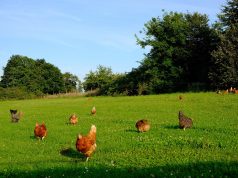 Pavojus iš Lenkijos: paukščių gripas plinta, Lietuvos paukščių augintojai raginami būti budrūs