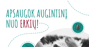 Erkės jau čia. Kaip apsaugoti augintinius?