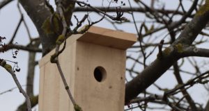 Miškininkai pataria: kaip tinkamai paruošti namus grįžtantiems sparnuočiams?