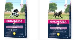 Kaip išlaikyti sveiką šuns kailį?