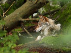 Baigtas vilkų medžioklės sezonas: kiek sumedžiota Ukmergės raj.?