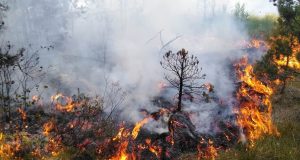 Miškininkai imasi veiksmų pavasariniams gaisrams užkardyti