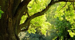 2025 metų Lietuvos Medžio rinkimai