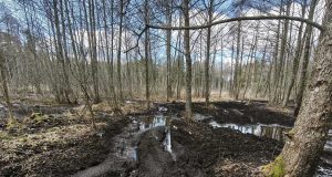 Miškas – ne trasa: Valstybinių miškų urėdija primena lankymosi miške taisykles