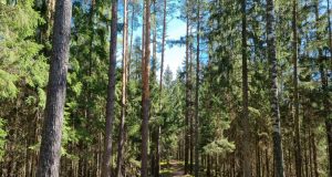 Miškų politika be mitų: faktai apie kirtimus ir apsaugą