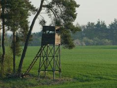 Prasideda briedžių ir tauriųjų elnių patinų medžioklės sezonas: ką turi žinoti medžiotojai
