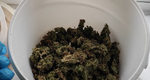 Ukmergės rajone sulaikyti kanapių augintojai – daugiabučio rūsyje buvo įrengę daiginimo laboratoriją