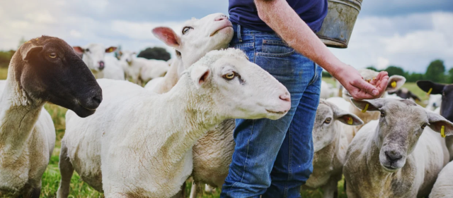 IKI maistas gyvūnams