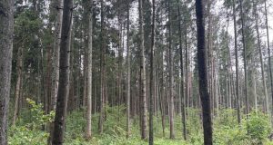 Pašilės girininkijos kirtimai: klaidinanti informacija ir tikrieji faktai