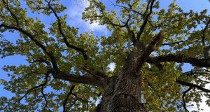 Ąžuolynų sveikata džiugina: šiemet nenudžiūvo nė vienas ąžuolas