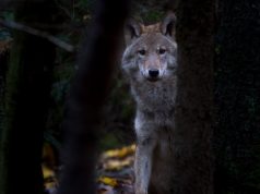 Šį medžioklės sezoną bus galima sumedžioti 307 vilkus