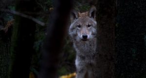 Šį medžioklės sezoną bus galima sumedžioti 307 vilkus
