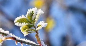 Nuo pavasarinių šalnų nukentėję sodininkai ir uogininkai kviečiami teikti prašymus paramai gauti