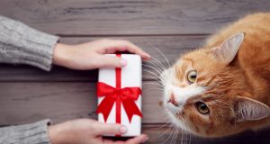 Ką padovanoti gyvūnų mylėtojui ar augintinio šeimininkui?