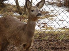 Sugrįžus tikrai žiemai, miškuose prasidėjo baltasis badas