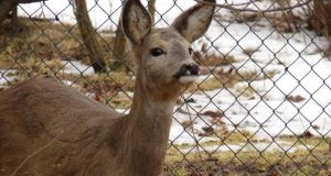 Sugrįžus tikrai žiemai, miškuose prasidėjo baltasis badas