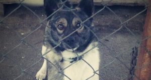 Seime vykusioje diskusijoje aptarti gyvūnų augintinių gerovės ir apsaugos iššūkiai