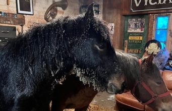 Ukmergės rajone ugniagesiai traukė pelkėje įklimpusį arklį