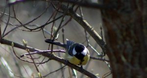 Miškininkai kviečia dalyvauti šventėje „Paukščiai grįžta namo“