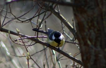 Miškininkai kviečia dalyvauti šventėje „Paukščiai grįžta namo“