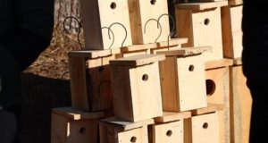 Namai sugrįžtantiems paukščiams: ką reikia žinoti prieš keliant inkilus