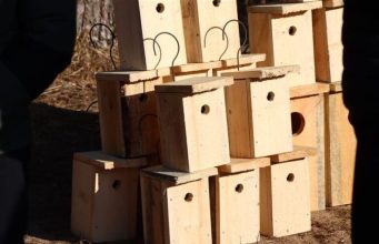 Namai sugrįžtantiems paukščiams: ką reikia žinoti prieš keliant inkilus