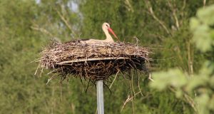 Aplinkosaugininkai primena: saugokime laukinius paukščius ir jų lizdus