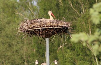 Aplinkosaugininkai primena: saugokime laukinius paukščius ir jų lizdus