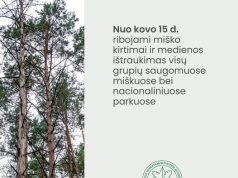 Miško kirtimų ribojimai paukščių perėjimo laikotarpiu