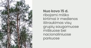 Miško kirtimų ribojimai paukščių perėjimo laikotarpiu