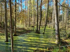8,5 iš 10 taromatuose „Sengirės fondui“ paaukotų eurų jau ošia miškais