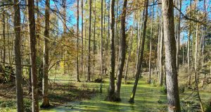 8,5 iš 10 taromatuose „Sengirės fondui“ paaukotų eurų jau ošia miškais