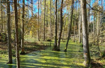 8,5 iš 10 taromatuose „Sengirės fondui“ paaukotų eurų jau ošia miškais