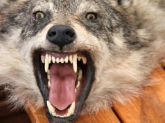 Šį sezoną sumedžioti 275 vilkai