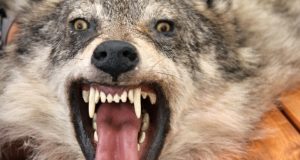 Šį sezoną sumedžioti 275 vilkai