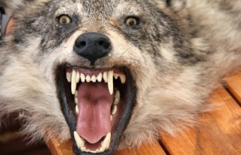 Šį sezoną sumedžioti 275 vilkai