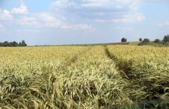 Prasidėjo 2026 m. žemės ūkio naudmenų deklaravimas: ką svarbu žinoti ūkininkams