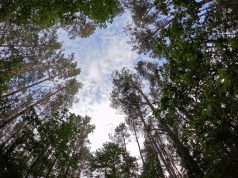 Šiltasis sezonas miške: ką būtina žinoti lankytojams