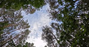 Šiltasis sezonas miške: ką būtina žinoti lankytojams