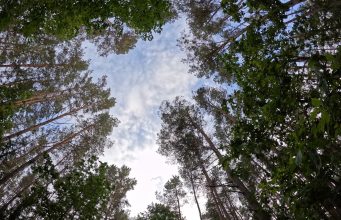 Šiltasis sezonas miške: ką būtina žinoti lankytojams