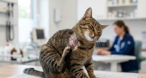 Augintinis nuolat kasosi? Veterinarai paaiškino, kada tai gali būti rimtos ligos ženklas
